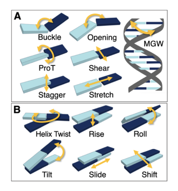 dna