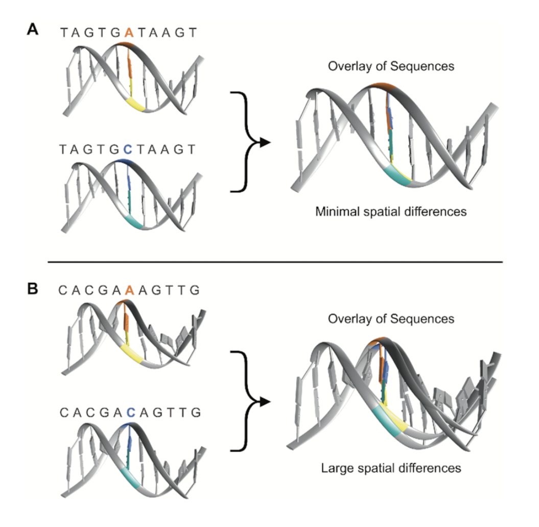 dna